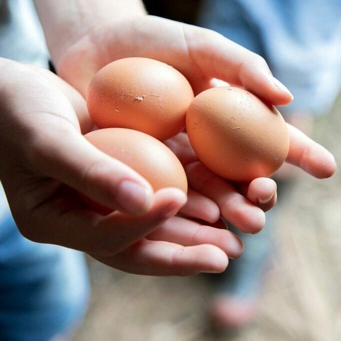 Que Faire Avec Le Respect Des œufs? Voici 12 Conseils Pratiques